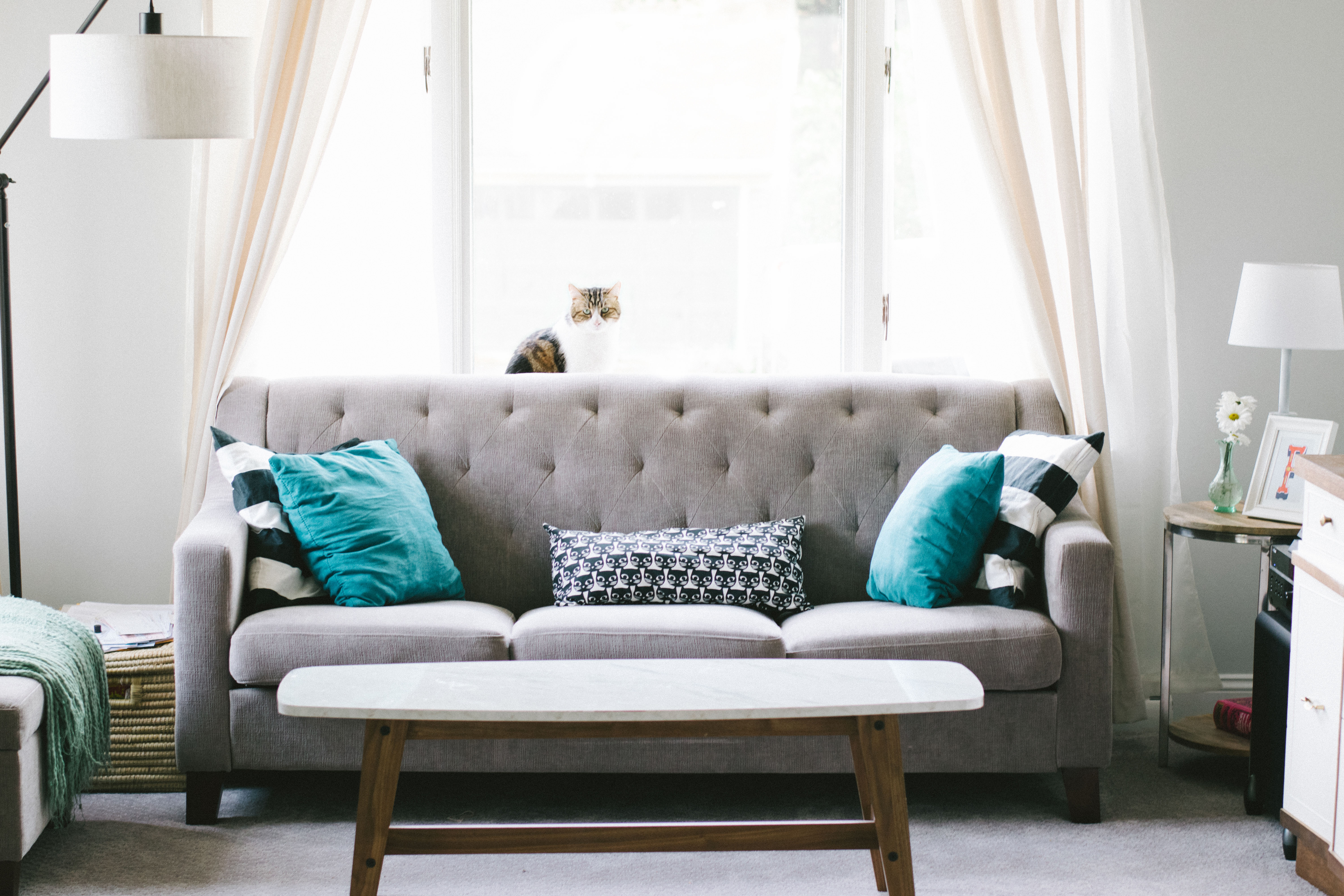 Interior photo, grey couch with cat