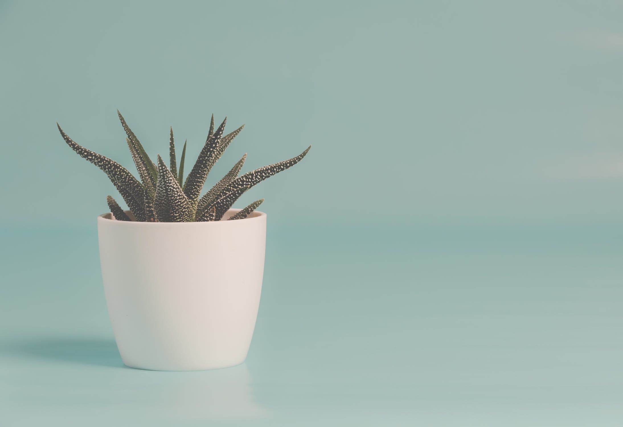 pexels-photo-1445416