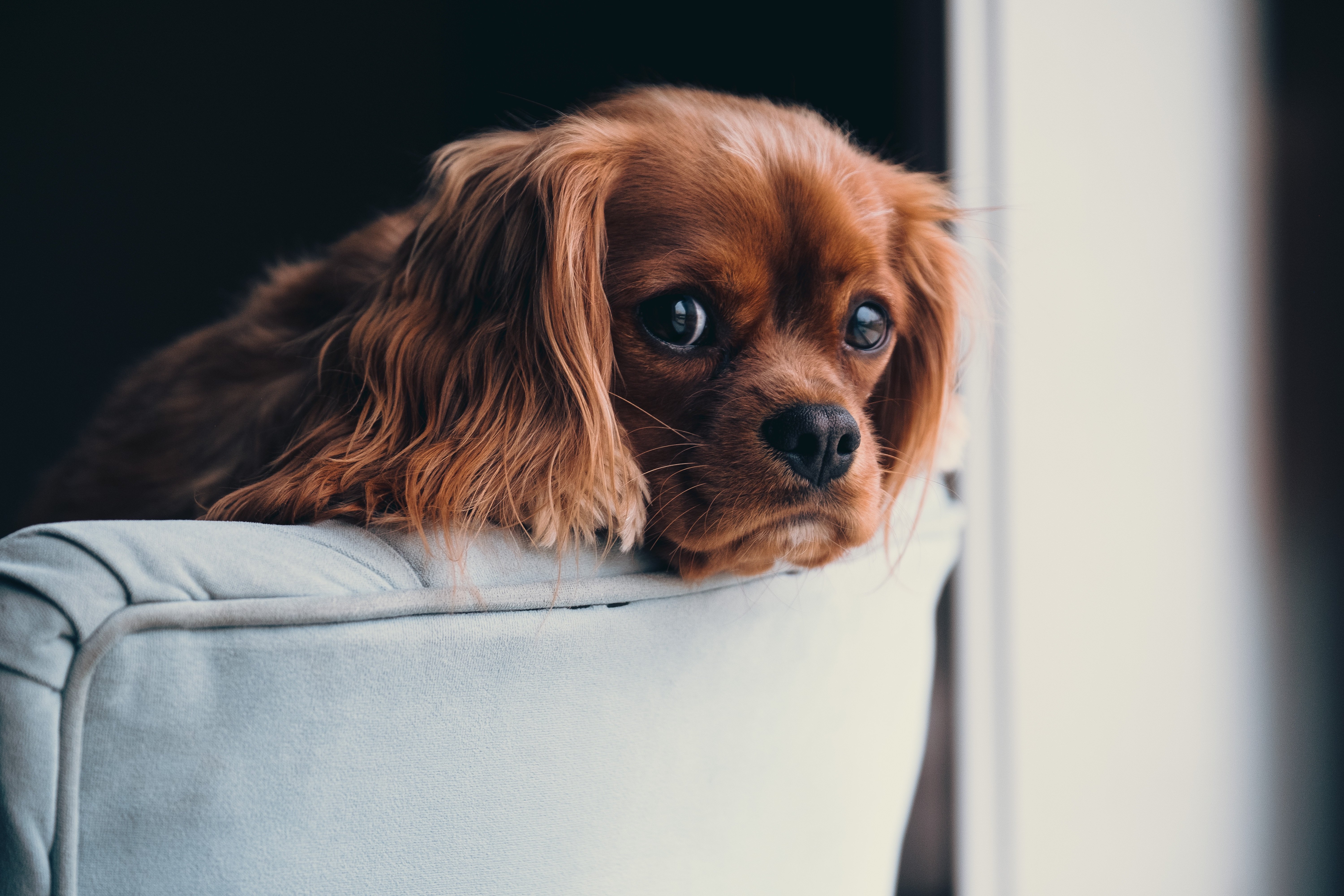 photo of cocker spaniel on chair